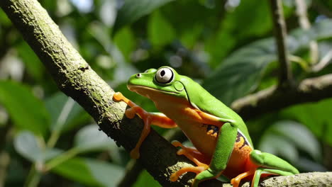 vibrant tree frog perched on a branch