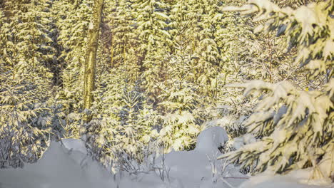 Ein-Idyllischer-Blick-Auf-Einen-Rustikalen,-Schneebedeckten-Hain-Mit-Bäumen,-Die-Von-Der-Sonne-Einen-Goldenen-Hauch-Bekommen