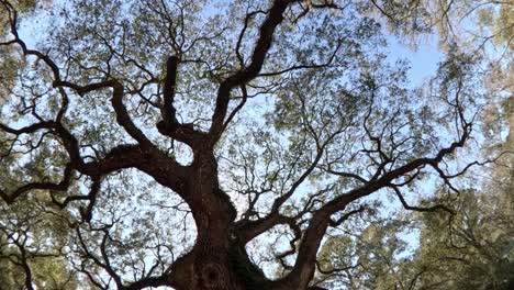 angel oak tree charleston south carolina hero shot 2024