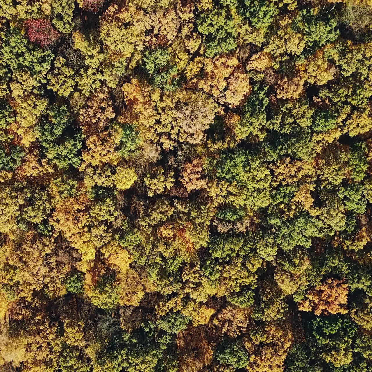 Unbelievable landscape of colorful forest in autumn from the bird's eye. Flying over a beautiful mixed forest in sunny autumn. Camera moves around.