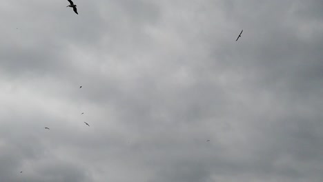 video en cámara lenta de varias especies de aves, incluidos pelícanos y gaviotas volando