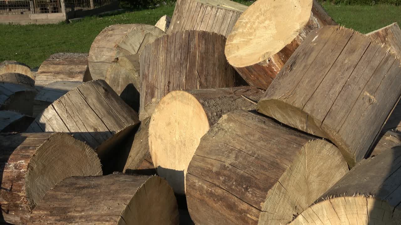 concepto de destrucción del bosque (ips typographus). árboles cortados en pedazos.