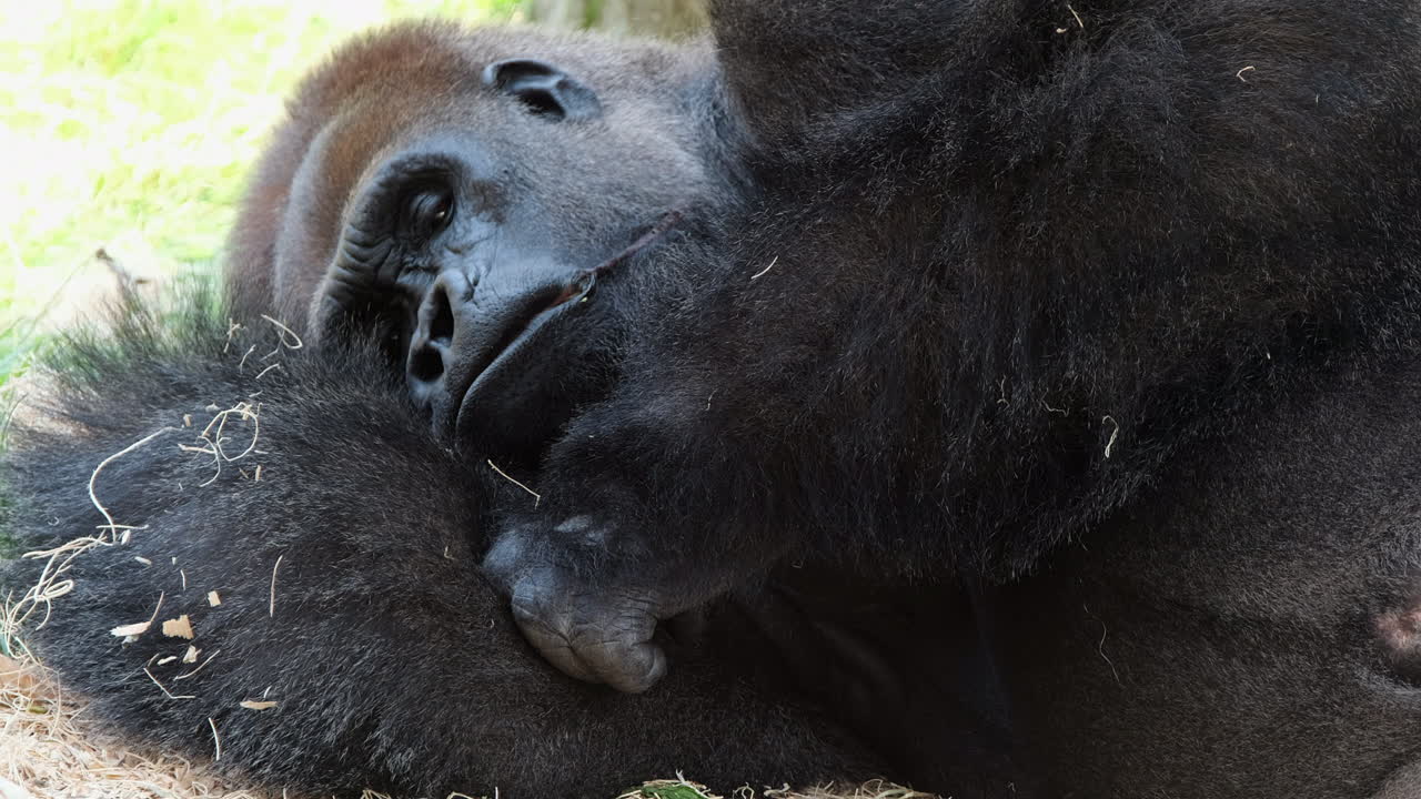 Primo piano di un gorilla di pianura occidentale che sonnecchia all'ombra in una calda giornata di sole.