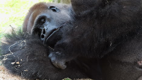 Nahaufnahme-Des-Westlichen-Flachlandgorillas,-Der-An-Heißen-Sonnigen-Tagen-Im-Schatten-Ein-Nickerchen-Macht