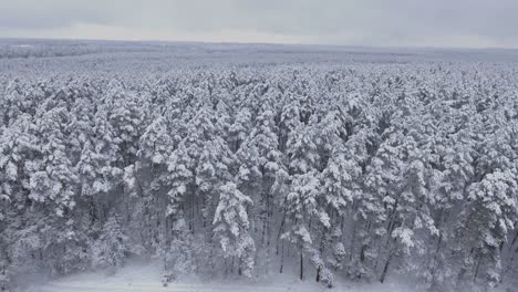 Vuelo-Aéreo-Sobre-El-Bosque-Cubierto-De-Nieve-En-Invierno