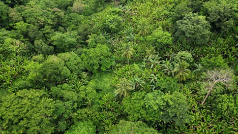 Stunning-flyover-drone-shot-of-lush,-tropical-jungle-with-palm,-acacia,-and-abaca-trees-in-the-island-of-Catanduanes