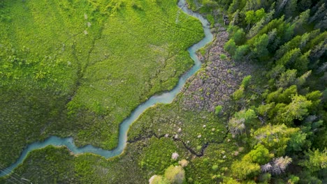 aerial view of meadow with small stream going through and pine trees