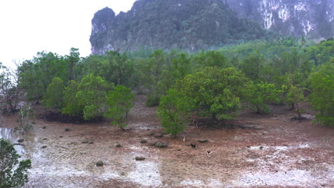 Jauría-De-Perros-Salvajes-Merodeando-Por-El-Bosque-De-Manglares-Costeros-Húmedos-Durante-La-Marea-Baja