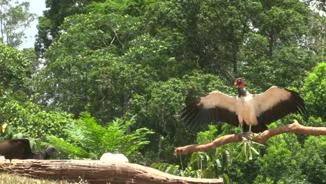 a king vulture perched on a tree branch with it's wings spread wide open for warmth on a bright sunny morning - wide shot