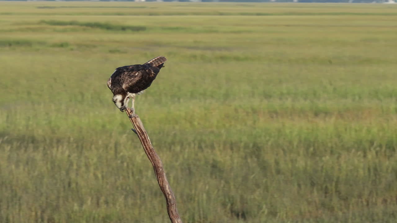 Osprey perched on a stick in a field