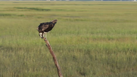 osprey perched on a stick in a field