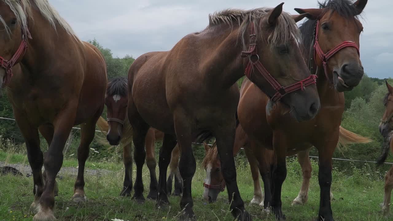 Brown Horses Herd And Foal In Farm, On Green Grassland