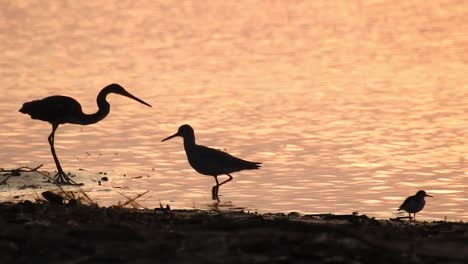 Morgendämmerung,-Drei-Vögel,-Gegenlichtfischen-Im-Goldenen-Wasser,-Egretta-Tricolor,-Calidris-Alba-Und-Tringa-Semipalmata