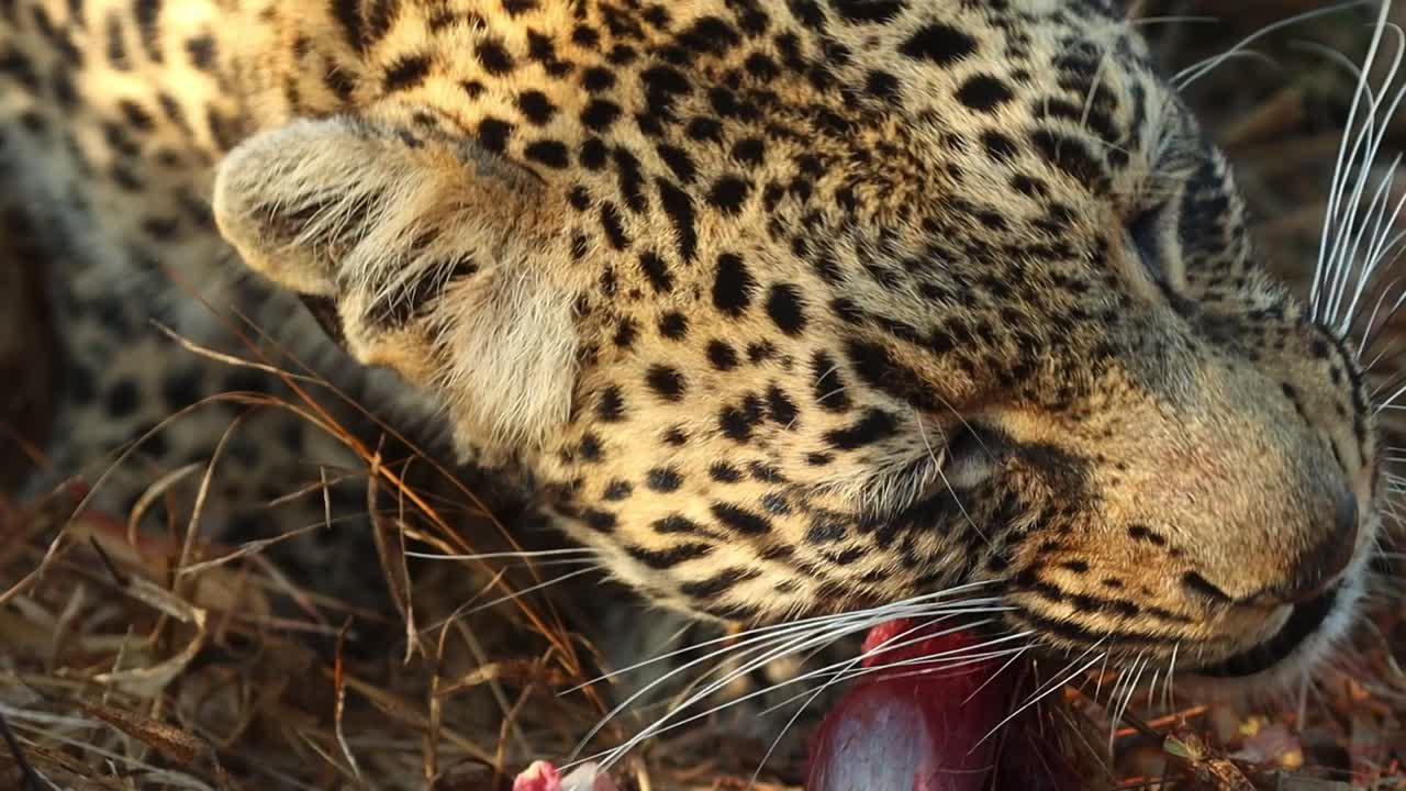 un primer plano extremo de la cara de un leopardo mientras come, gran kruger