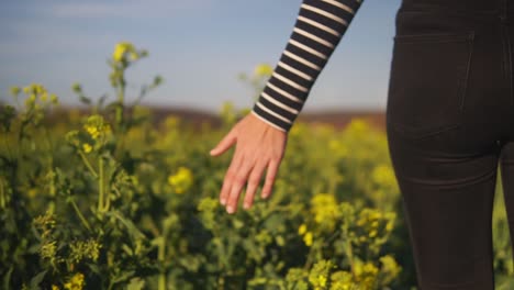 close up footage of a womens hand while she is walking through a flower field