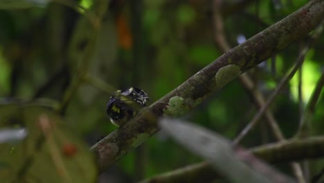 Schwarz-gelber-Breitschnabel,-Eurylaimus-Ochromalus,-Thailand