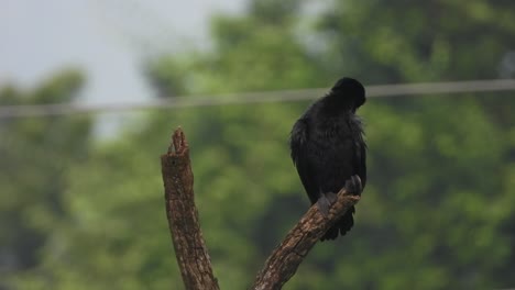 cormorán en el área del estanque