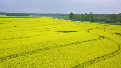 Sobrevuelo-Aéreo-Floreciente-Campo-De-Colza,-Volando-Sobre-Exuberantes-Flores-Amarillas-De-Canola,-Idílico-Paisaje-De-Agricultores,-Día-Nublado,-Amplio-Tiro-De-Drones-Moviéndose-Hacia-Atrás