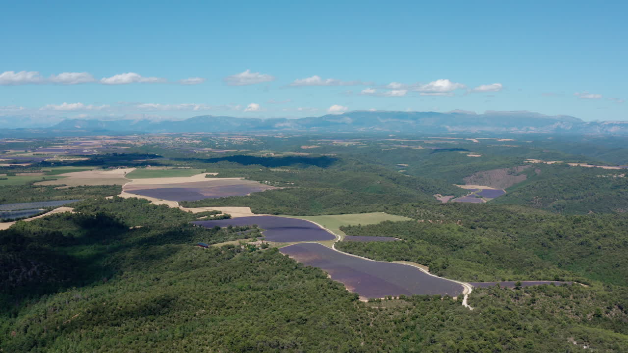라벤더 과 숲 위에서 높은 공중 촬영 프로방스 프랑스 빛 날