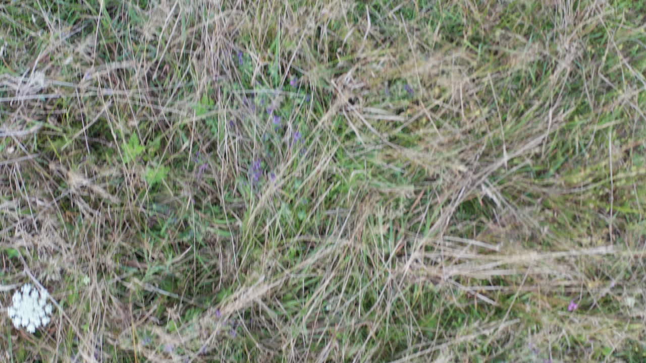 perspectiva a vista de pájaro de la tierra de hierba