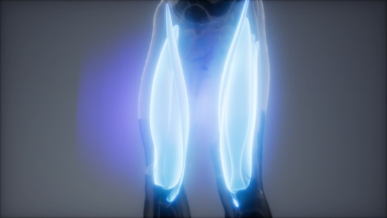 허 ⁇ 지 근육 - 눈에 보이는 근육 해부학 지도