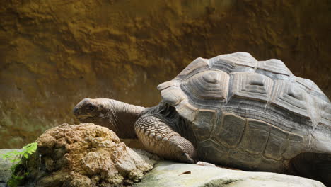 aldabra giant tortoise at ecorium botanical garden turns head looks to camera