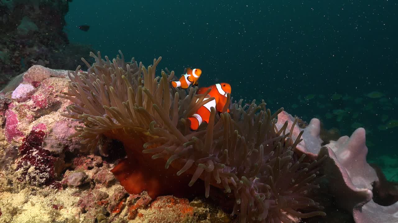 Pesci pagliaccio che nuotano nel loro anemone di mare su una barriera corallina tropicale