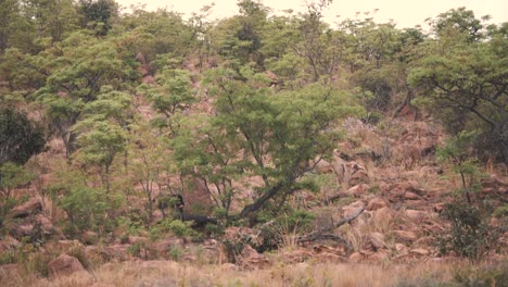 león caminando por una ladera rocosa con árboles en el paisaje africano