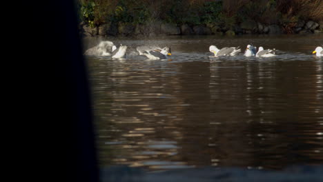 Birds Bathing in a Reflective Pond
