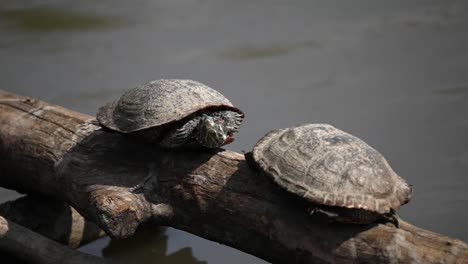 Red-eared-slider-turtles-balance-on-log-basking-in-sun-above-calm-water