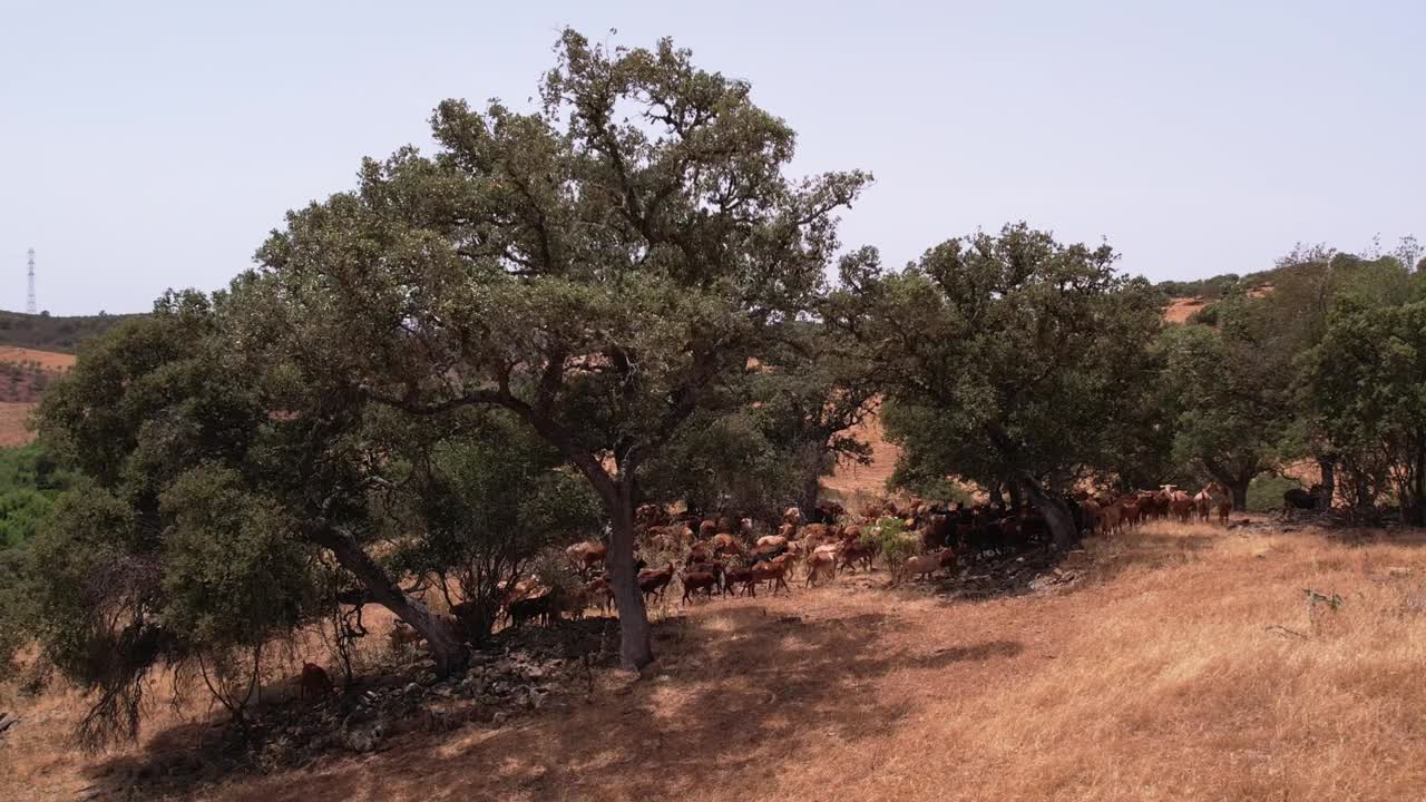 Capre al pascolo su pendii di erba secca tra alberi di sughero, ripresa aerea orbitante.