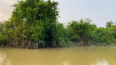 sundarbans - a vast mangrove forest and unesco world heritage site spanning india and bangladesh - pov
