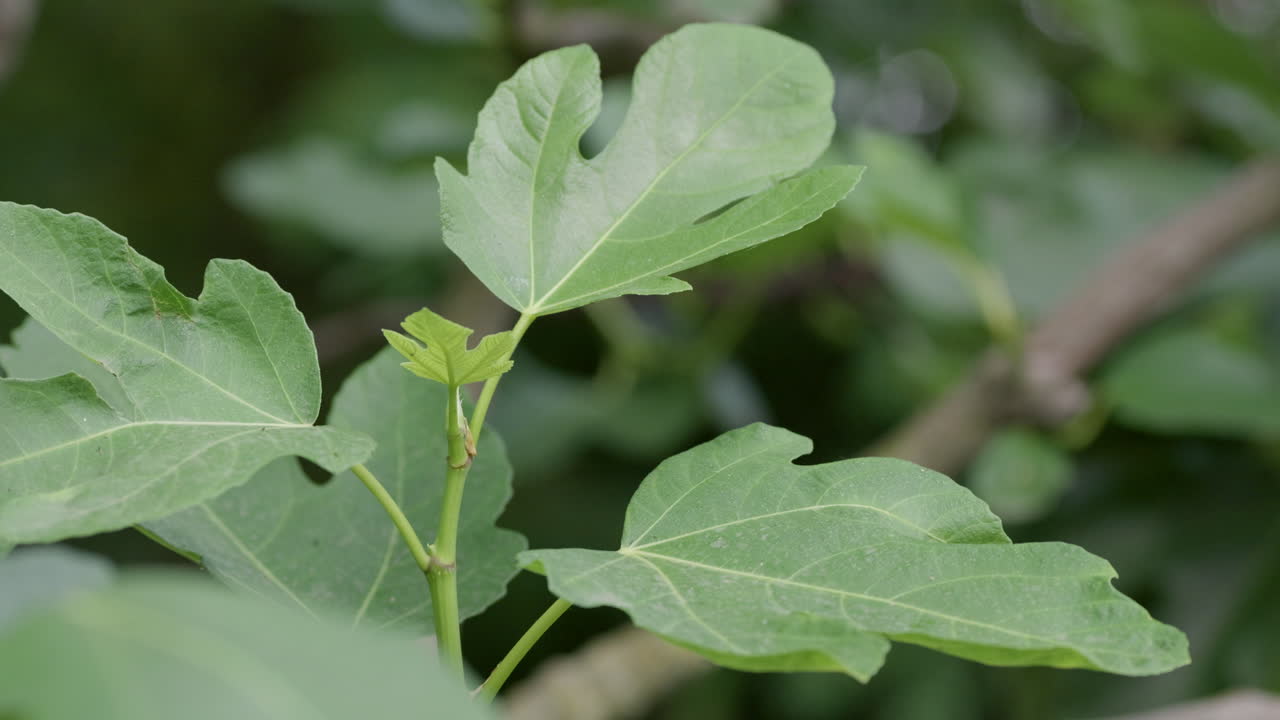 hojas verdes balanceándose en verano soleado