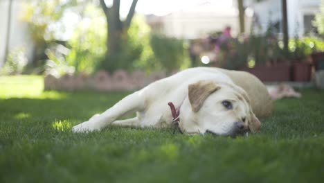 dog laying on grass, labrador 6