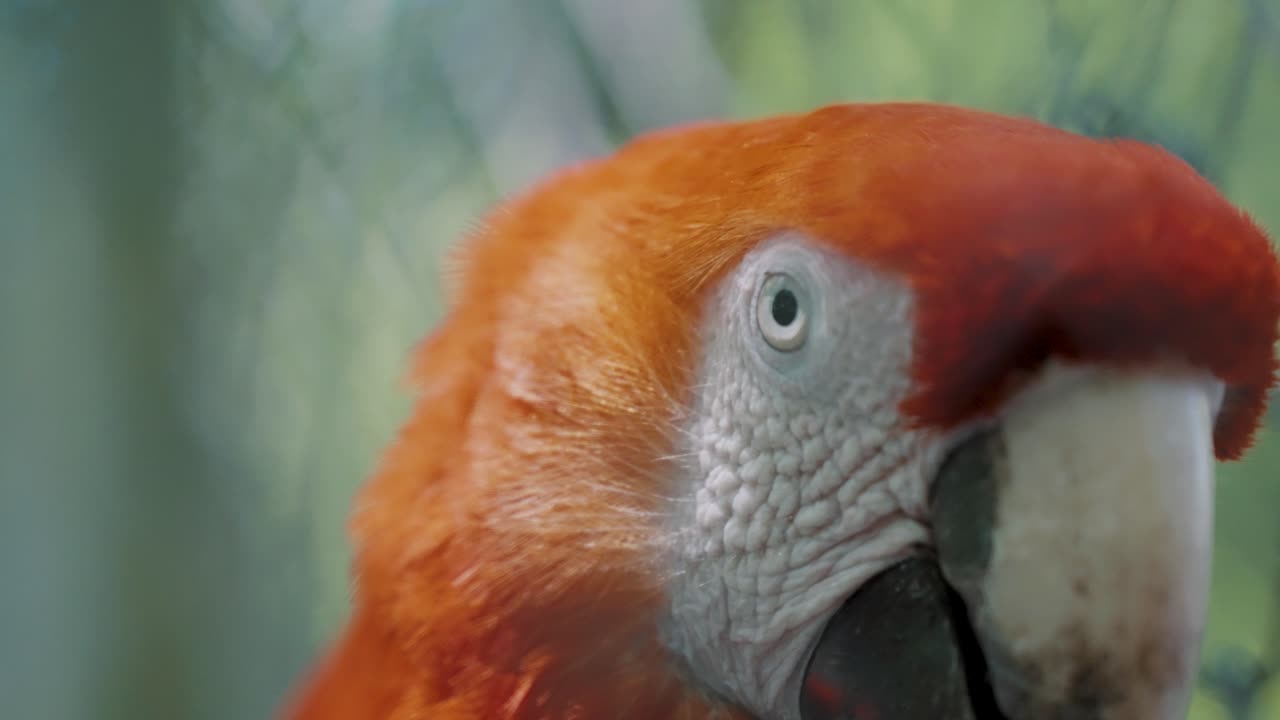 disparo a la cabeza del loro guacamayo escarlata - primer plano