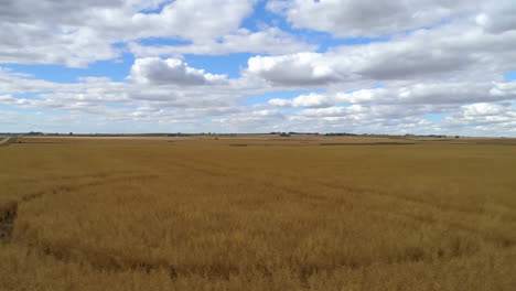 golden grain field spreading across farmland, showing white clouds floating above in flat design