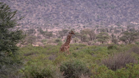 giraffes in a national park of kenya