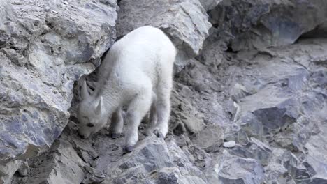 baby kid mountain goat in the canadian rockies licks mineral from rock
