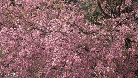 Pink-Japanese-cherry-blossom-blooming-in-Thailand-in-January