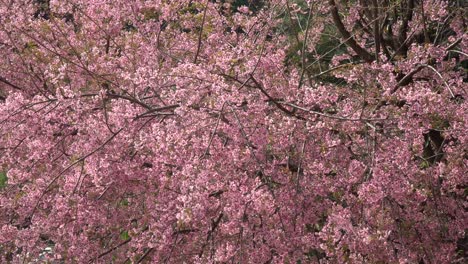 Rosafarbene-Japanische-Kirschblüte,-Die-Im-Januar-In-Thailand-Blüht