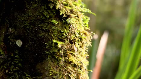 primer plano de musgo en un árbol en la selva tropical