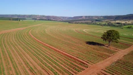 Luftaufnahme-Einer-Riesigen-Zuckerrohrplantage-Mit-Einsamem-Baum-In-Brotas,-Sao-Paulo