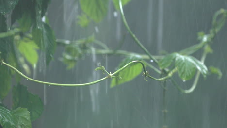 La-Vid-Trepadora-O-La-Hiedra-Se-Balancean-Con-Fuertes-Lluvias-Y-Viento