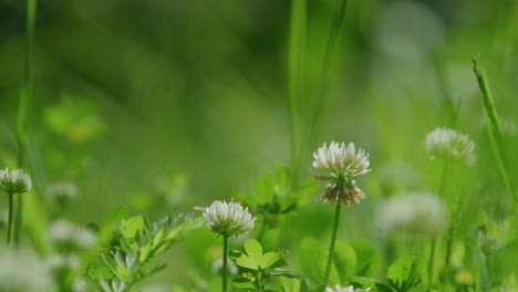 <unk>蜜蜂在茂盛的綠色草原上授粉白<unk>花 - - 慢拍