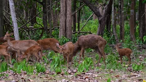 the eld's deer is an endangered species due to habitat loss and hunting