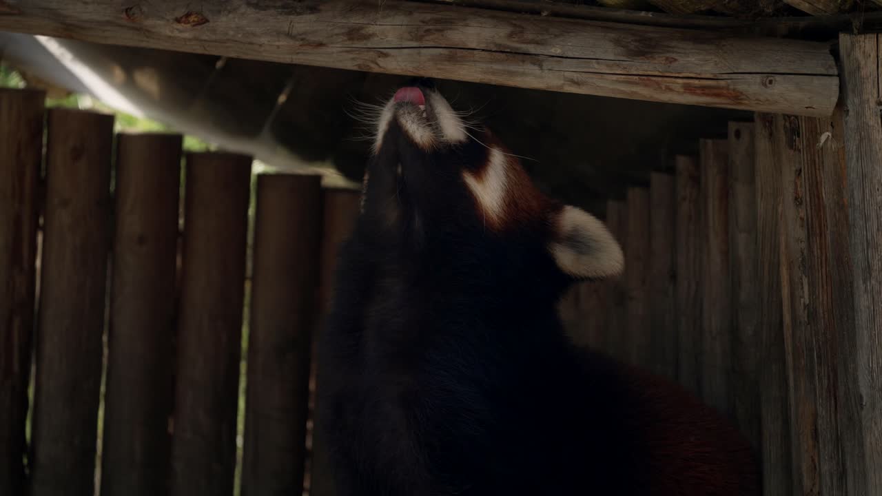 Panda-vermelho bonitinho em uma gaiola de madeira olhando para cima.