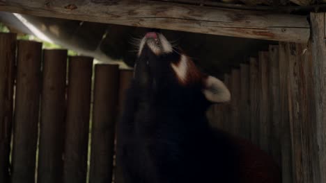 cute red panda in a wooden cage looking up