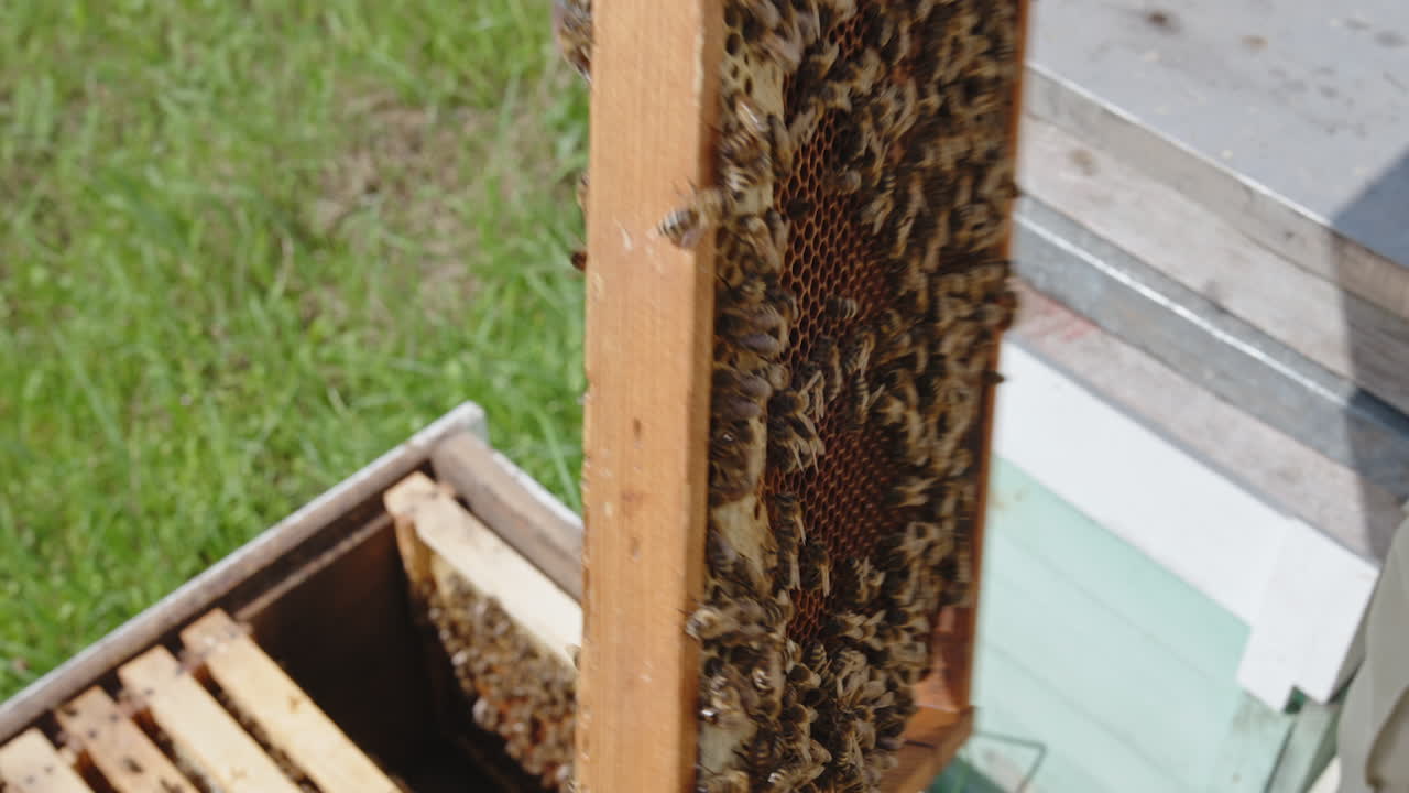Frame with dark honey combs and worker bees on. Beekeeper turning frame in hands inspecting it. Close up.