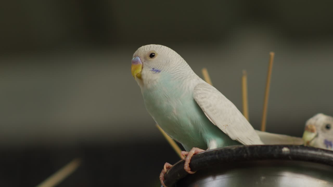 예쁜 밝은 파란 budgerigar, 먹고 주변을보고