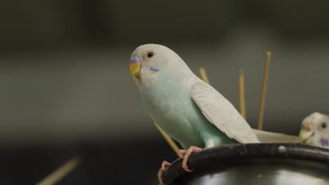 Pretty-light-blue-Budgerigar,-eating-and-looking-around